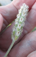 Plantago wrightiana