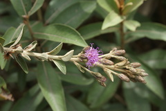 Lepidaploa karstenii