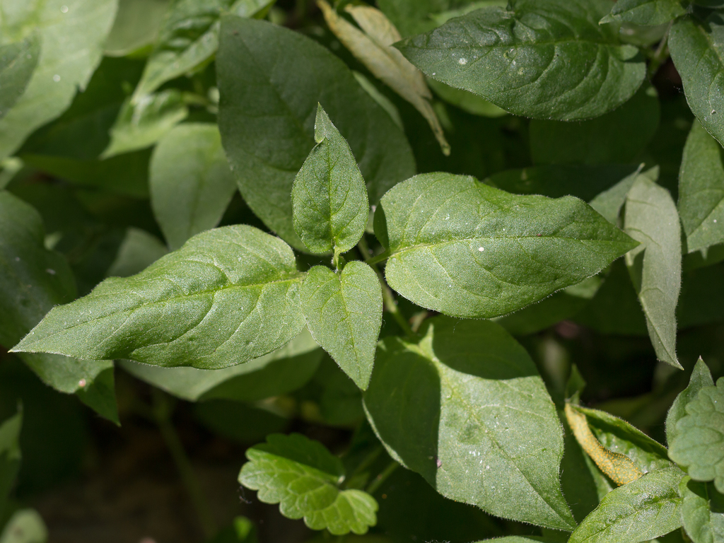 Bunge's Chickweed