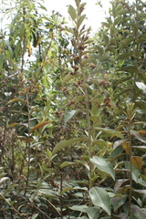 Lepidaploa karstenii