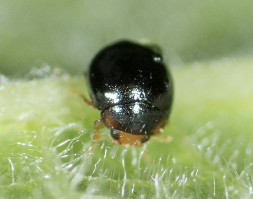 Whitefly Destroyer