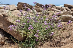 Matthiola tricuspidata