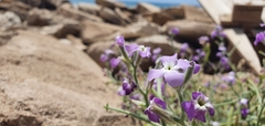 Matthiola tricuspidata