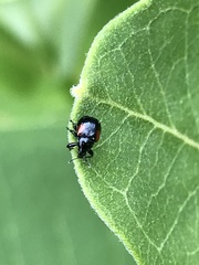 Synolabus bipustulatus