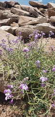Matthiola tricuspidata