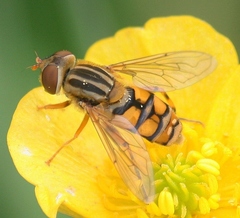Parhelophilus laetus