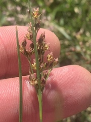 Juncus compressus