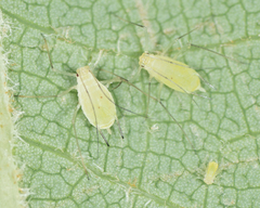 Illinoia liriodendri