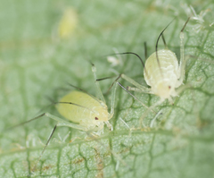 Illinoia liriodendri