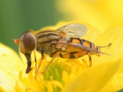 Parhelophilus laetus