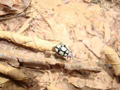 Omophoita octoguttata