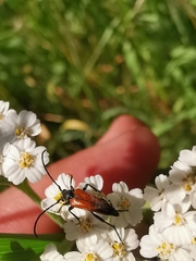 Stenurella melanura