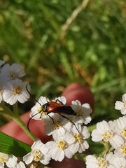 Stenurella melanura