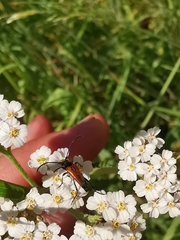 Stenurella melanura