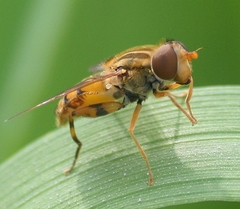 Parhelophilus laetus