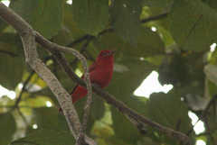 Piranga rubra