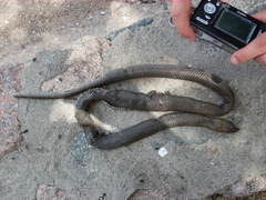 Paraphimophis rusticus