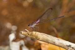 Hetaerina cruentata