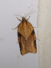 Clepsis spectrana