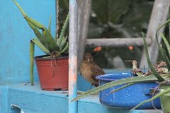 Turdus grayi