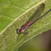 Highland Rubyspot - Photo (c) Greg Lasley, some rights reserved (CC BY-NC)