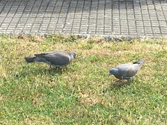 Columba palumbus