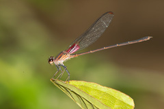 Hetaerina cruentata