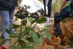 Viburnum tinoides