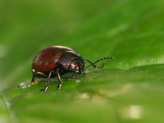Chrysolina polita