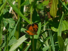 Phyciodes tharos image