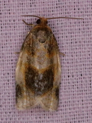Clepsis melaleucanus