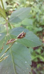 Oebalus