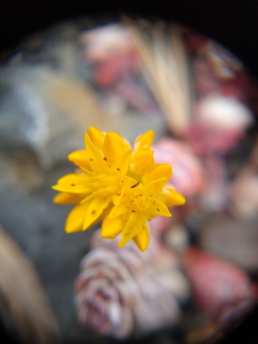 Sedum spathulifolium var. pruinosum