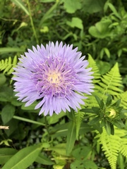 Stokesia laevis