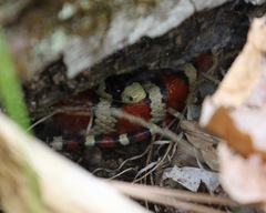 Lampropeltis knoblochi