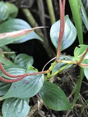 Peperomia colorata