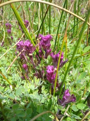 Castilleja ambigua humboldtiensis