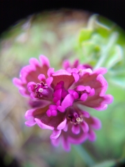 Castilleja ambigua humboldtiensis