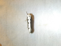 Ethmia bipunctella