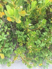 Scaevola plumieri image