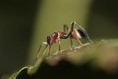 Myrmarachne