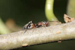 Myrmarachne