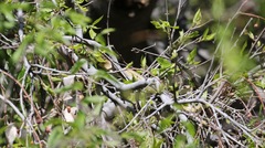 Masticophis bilineatus