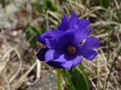 Primula glutinosa