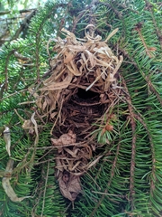 Troglodytes troglodytes