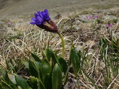 Primula glutinosa