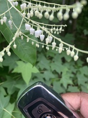 Oxydendrum