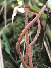 Peperomia colorata