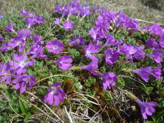 Primula minima