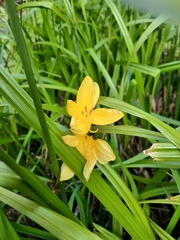 Hemerocallis lilioasphodelus